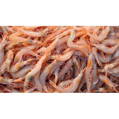 044-Karides (Büy) Yem (40 Lı)